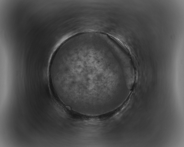 X0000087000196200704161530