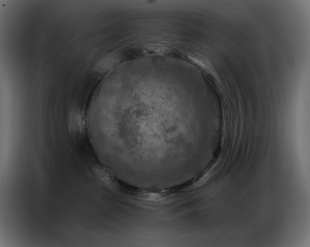 X0000087000285200704161529