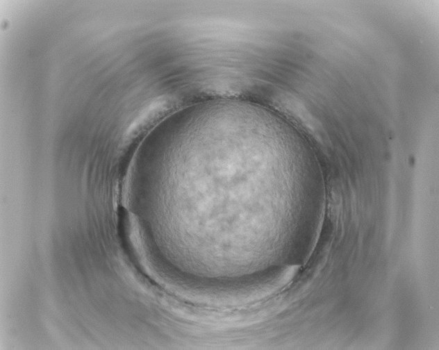 X0000087000023200704231921