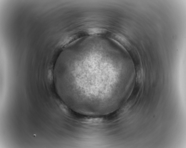 X0000087000426200704301401