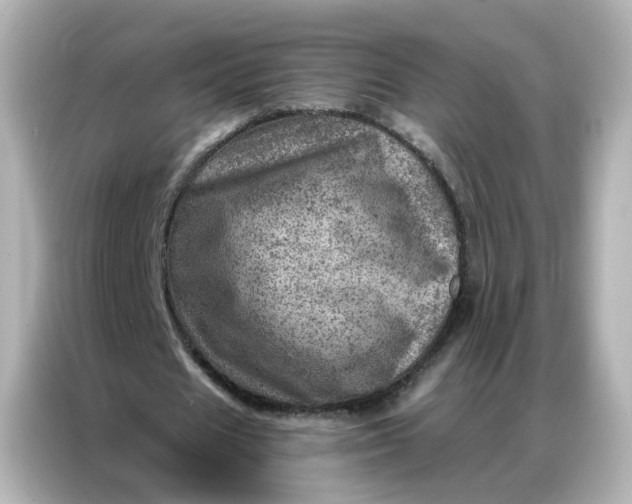 X0000087000625200704301358
