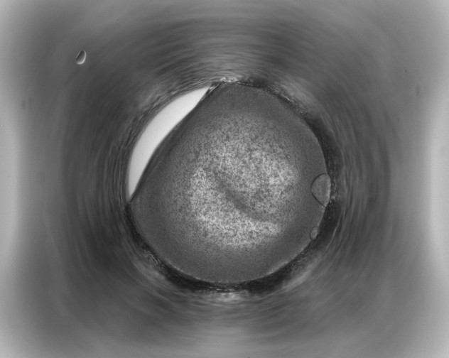 X0000087000646200704301358