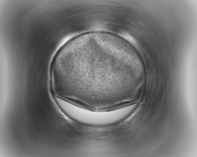 X0000087001286200704301350