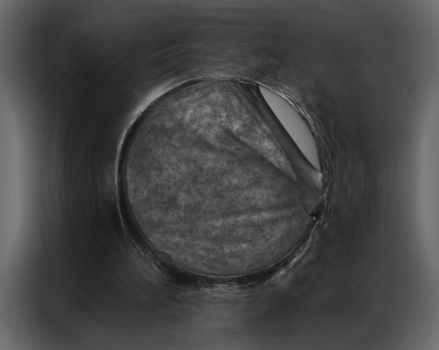 X0000087000196200705071513