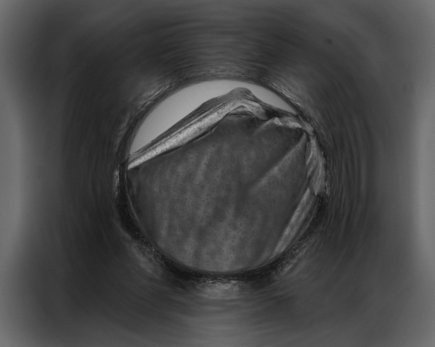 X0000087000206200705071512