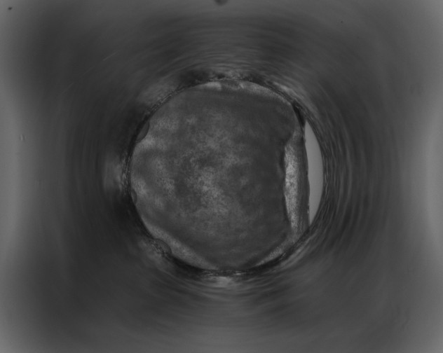 X0000087000285200705071512