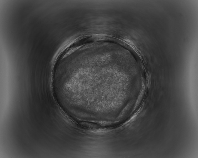 X0000087000293200705071511