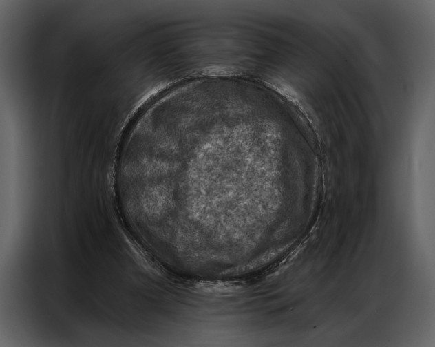 X0000087000297200705071511