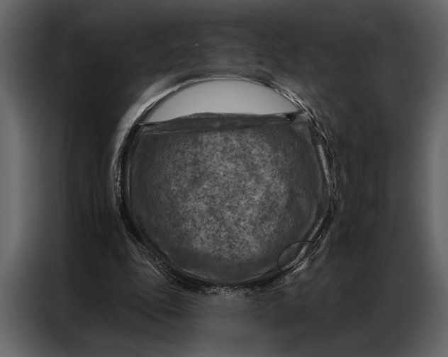 X0000087000343200705071510