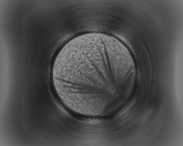 X0000087000445200705071509