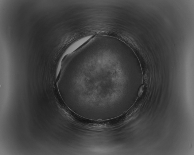 X0000087000458200705071509