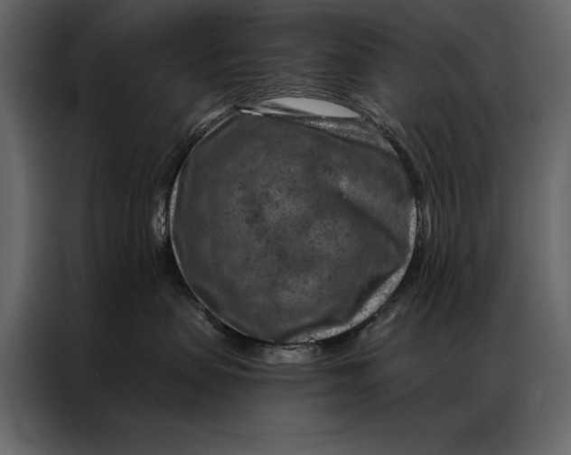 X0000087000479200705071509