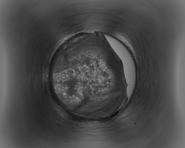 X0000087000483200705071509