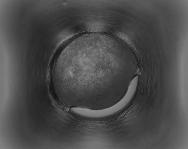 X0000087000583200705071508