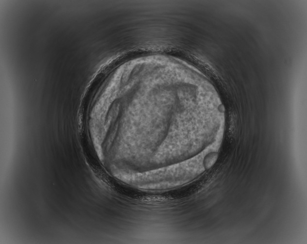 X0000087000636200705071507