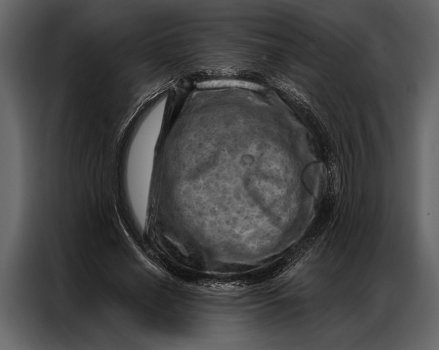 X0000087000638200705071507