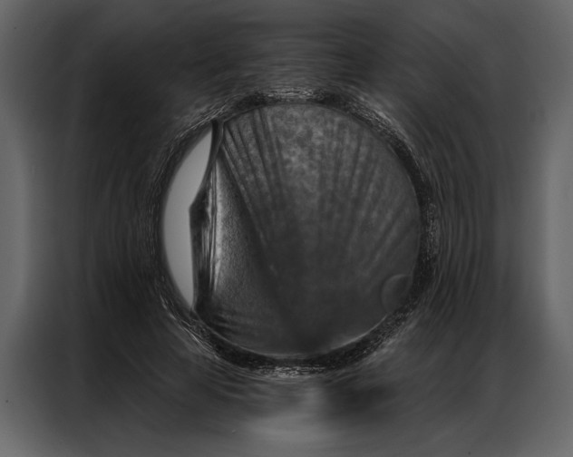 X0000087000641200705071507