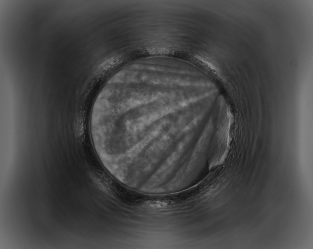 X0000087000687200705071506