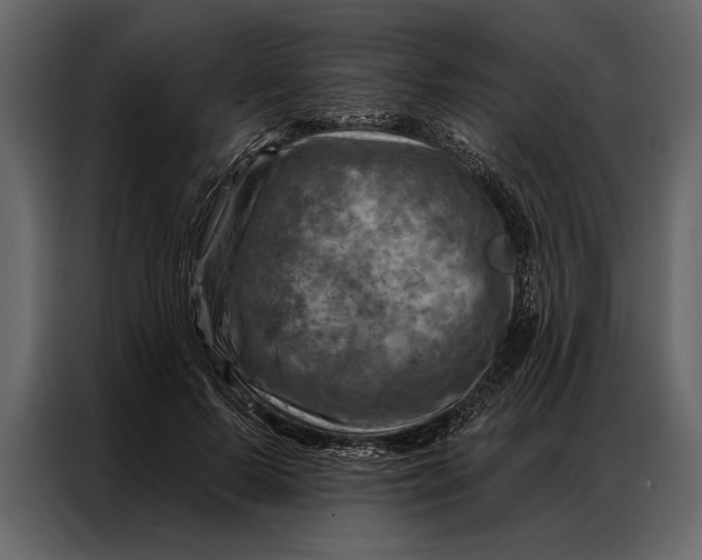 X0000087000695200705071506