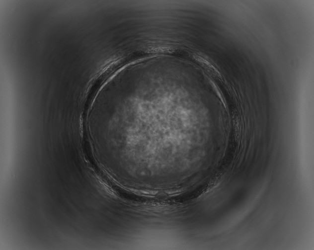 X0000087000729200705071505