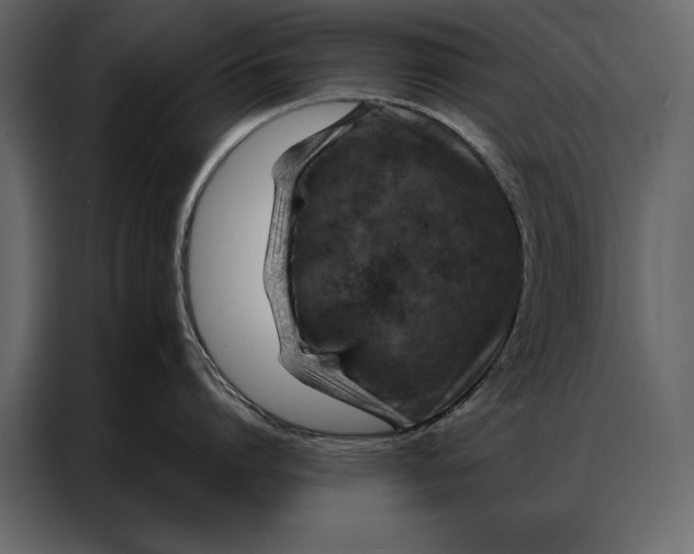 X0000087000864200705071505