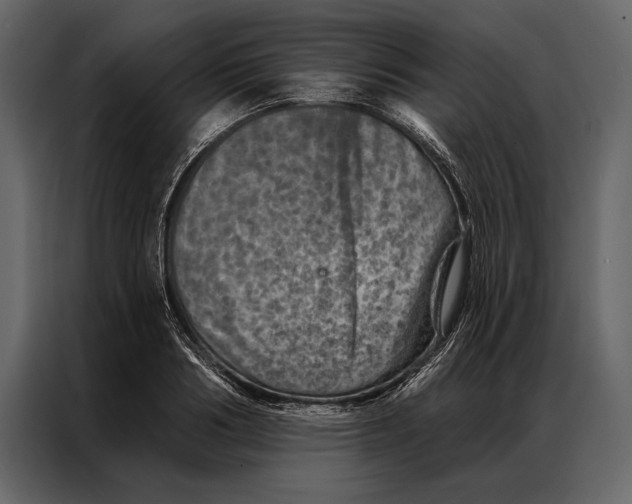 X0000087000986200705071502