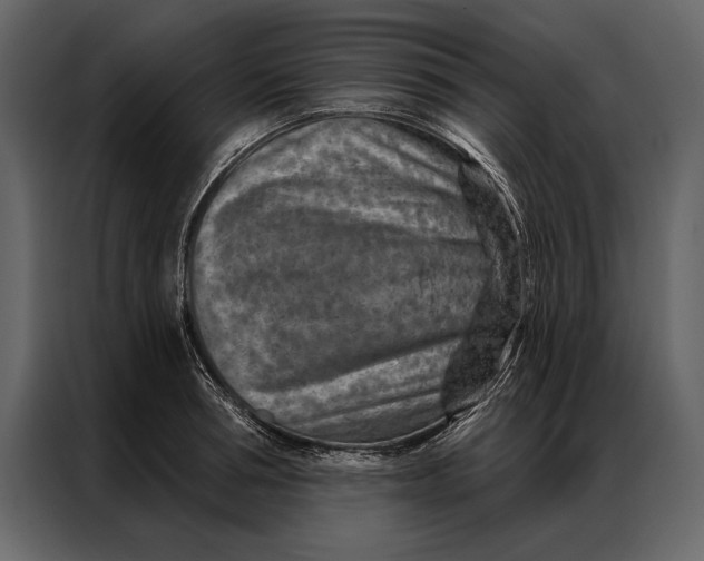 X0000087000994200705071502