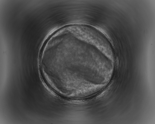 X0000087000998200705071502