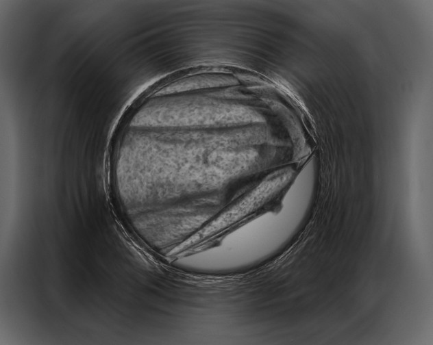 X0000087001076200705071501