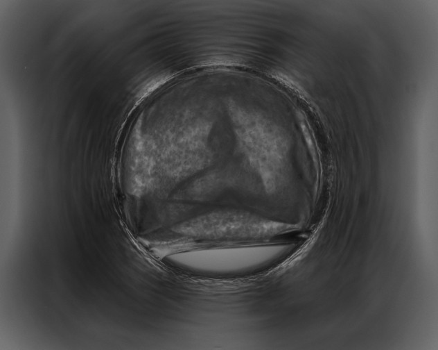 X0000087001121200705071500