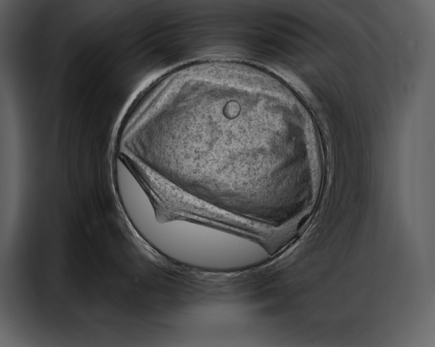 X0000087001248200705071500