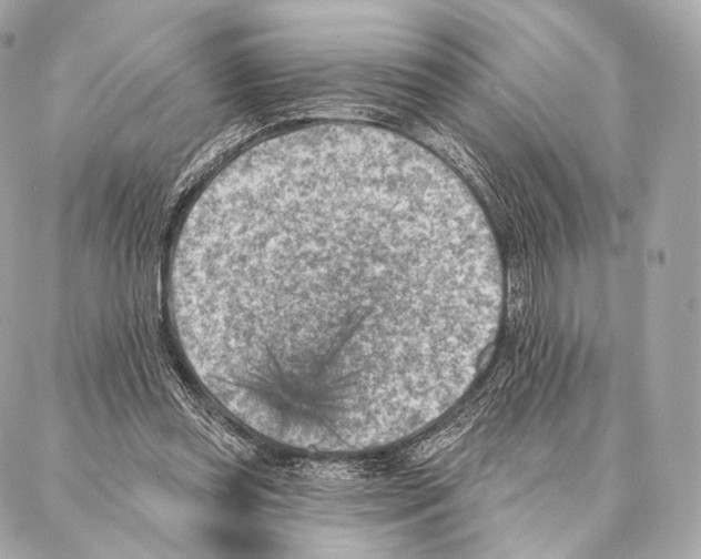 X0000087000349200705141811