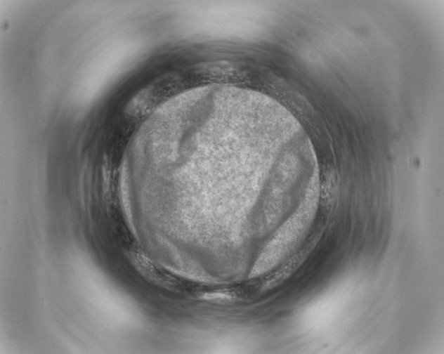 X0000087000430200705141811