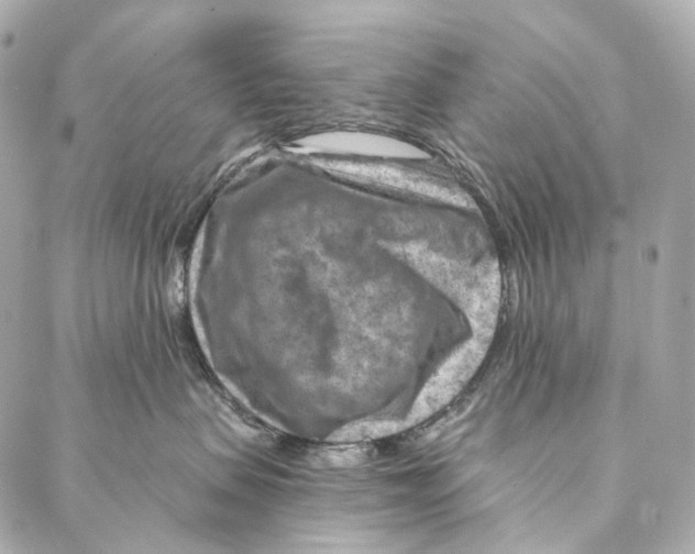 X0000087000479200705141810
