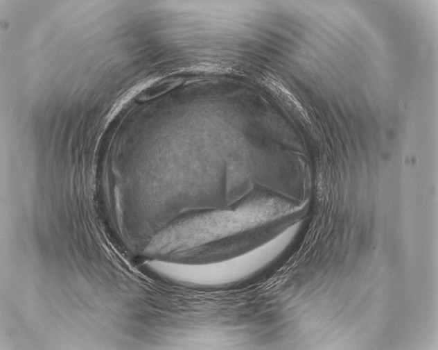 X0000087000484200705141810