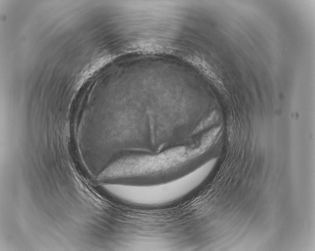 X0000087000488200705141810