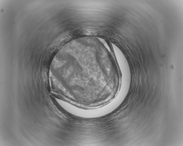 X0000087000620200705141807