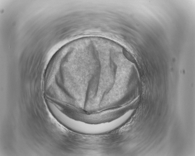 X0000087001527200705141753