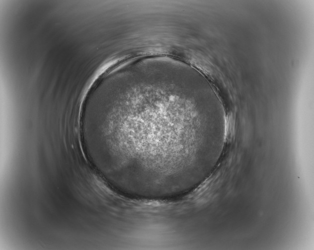 X0000087010195200704301425