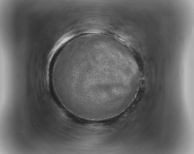 X0000087010296200704301423