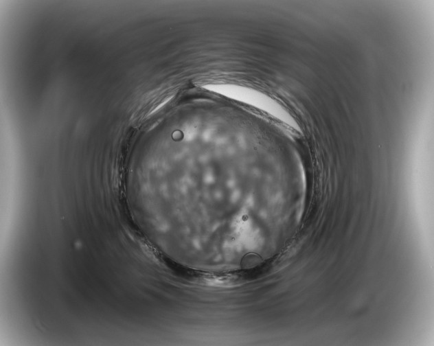 X0000087010569200704301420