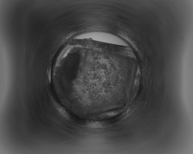 X0000087010062200705071534