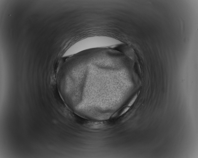 X0000087010384200705071531