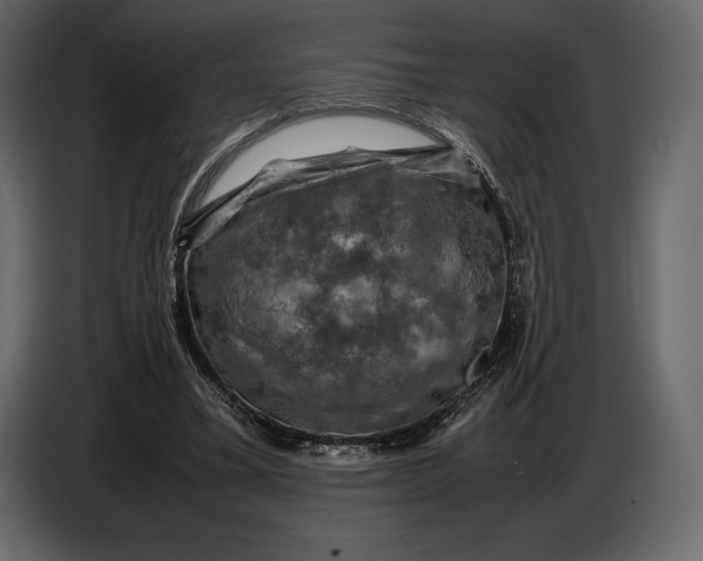 X0000087010395200705071530