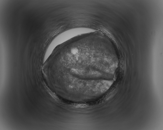 X0000087010401200705071530