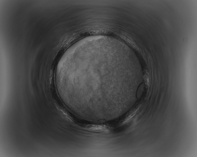 X0000087010458200705071529