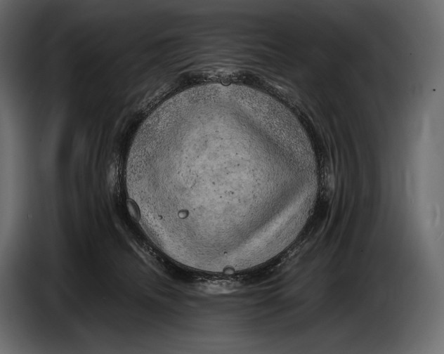 X0000087010468200705071529