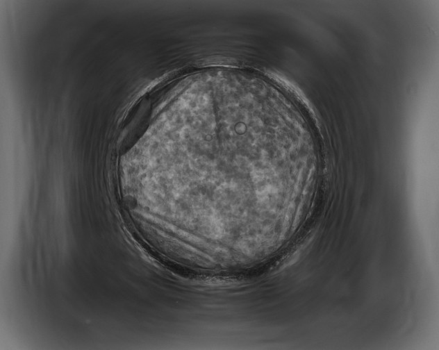 X0000087010529200705071528