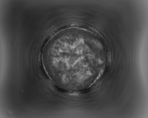 X0000087010667200705071527