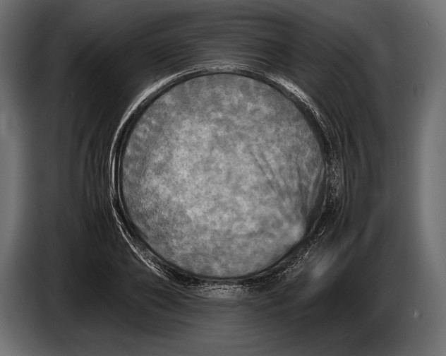 X0000087010886200705071524